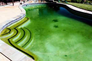algae